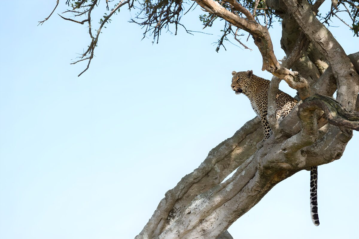 Leopard at rest in a tree fork