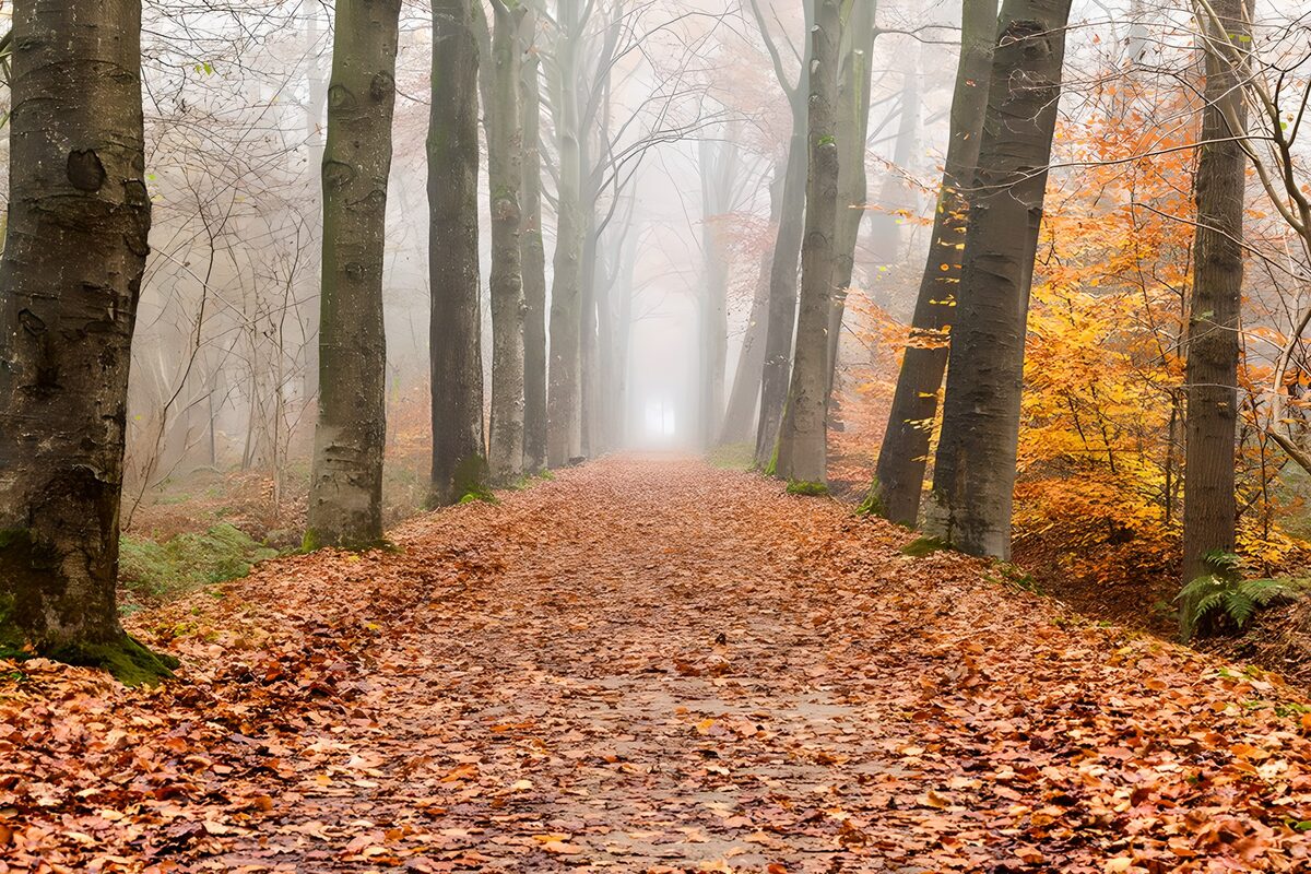 Autumn woodland path in soft mist