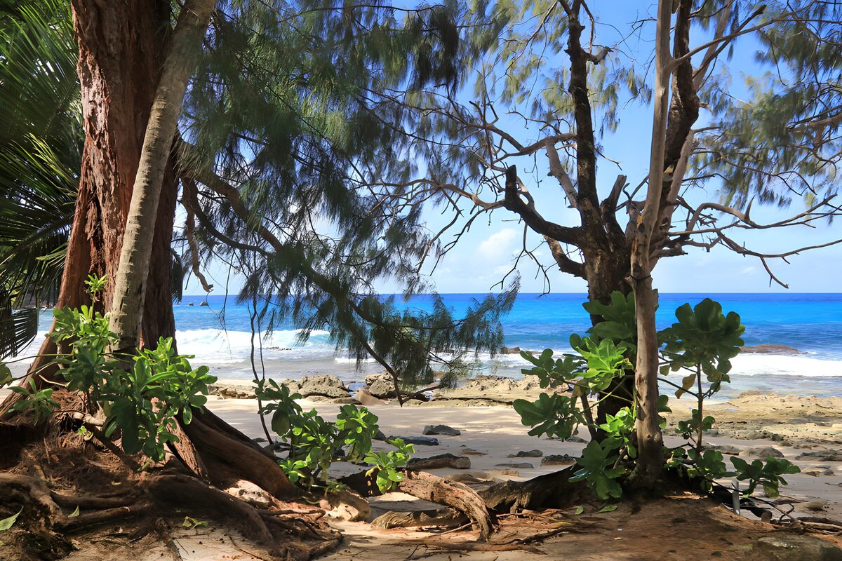 Turquoise sea from the shade of trees
