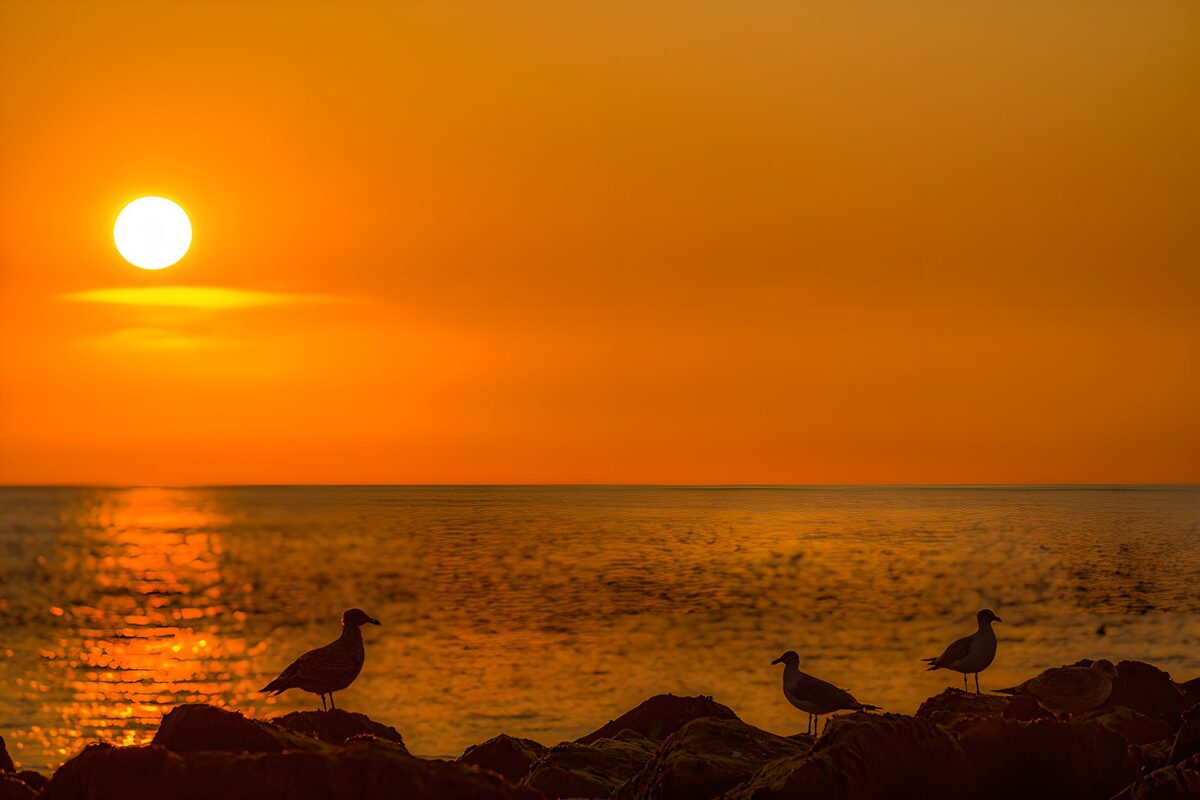 Gulls on the rocks at sunset