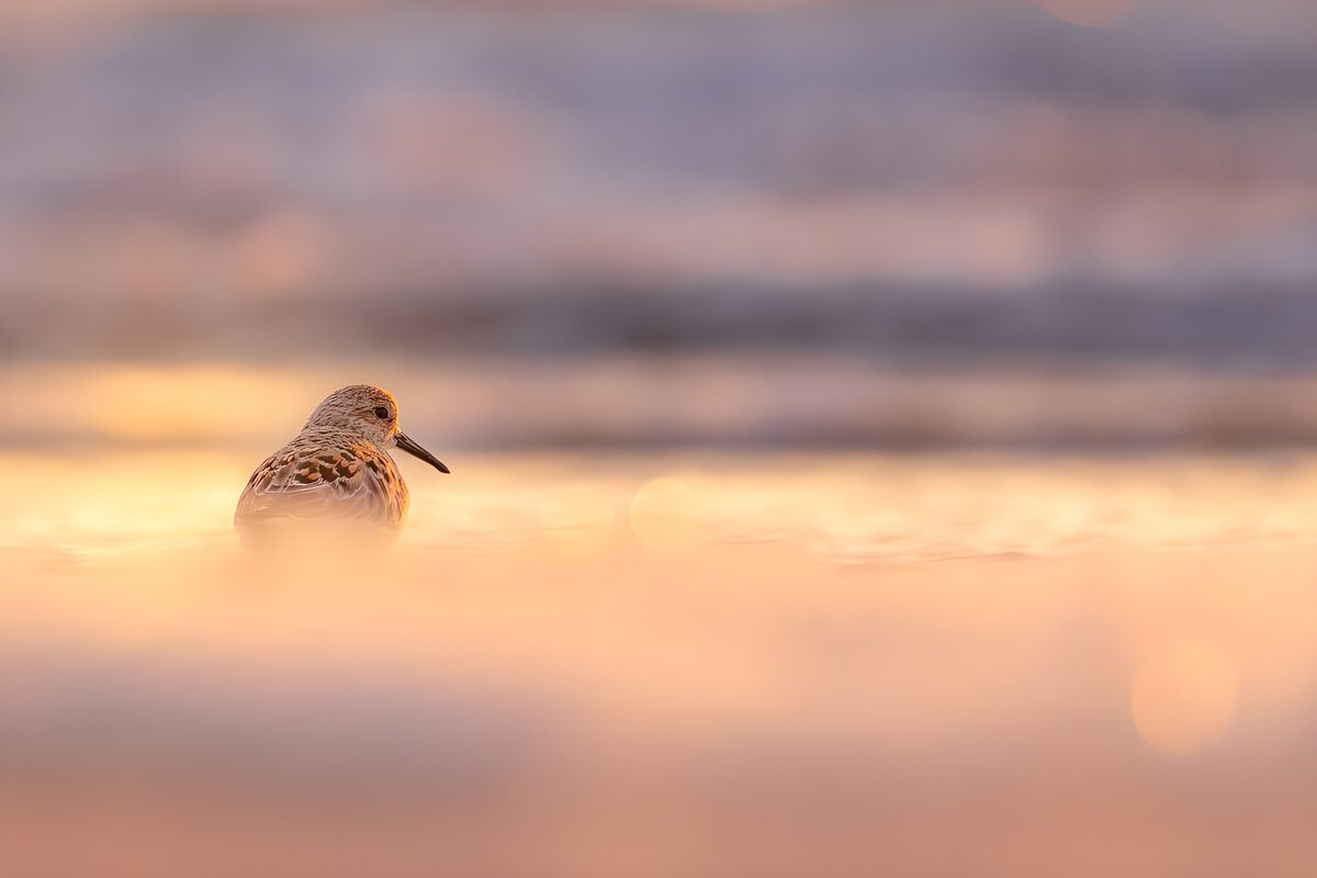 Small shorebird in golden water