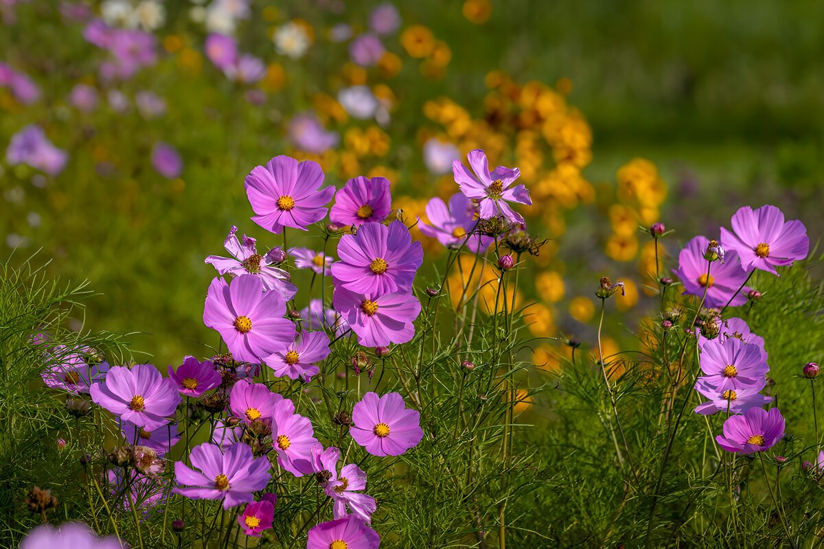 Pink and purple cosmos in summer sunshine