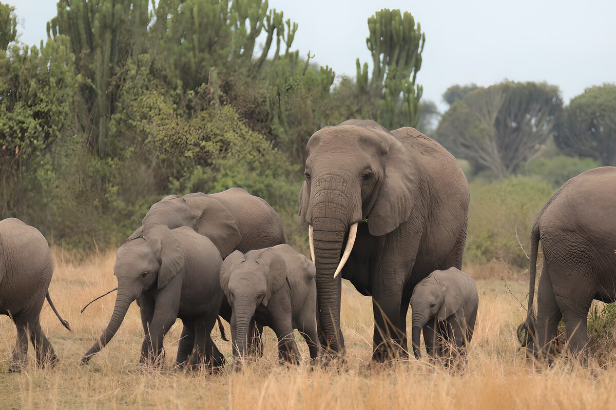 Elephant herd in golden grass