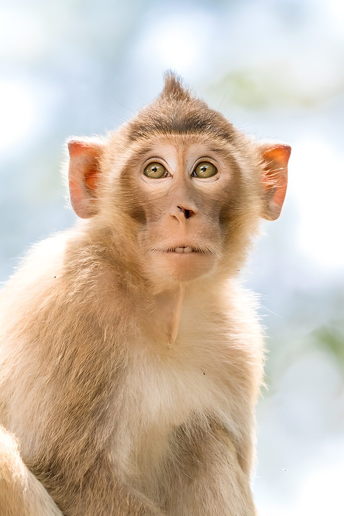 Young monkey in warm daylight