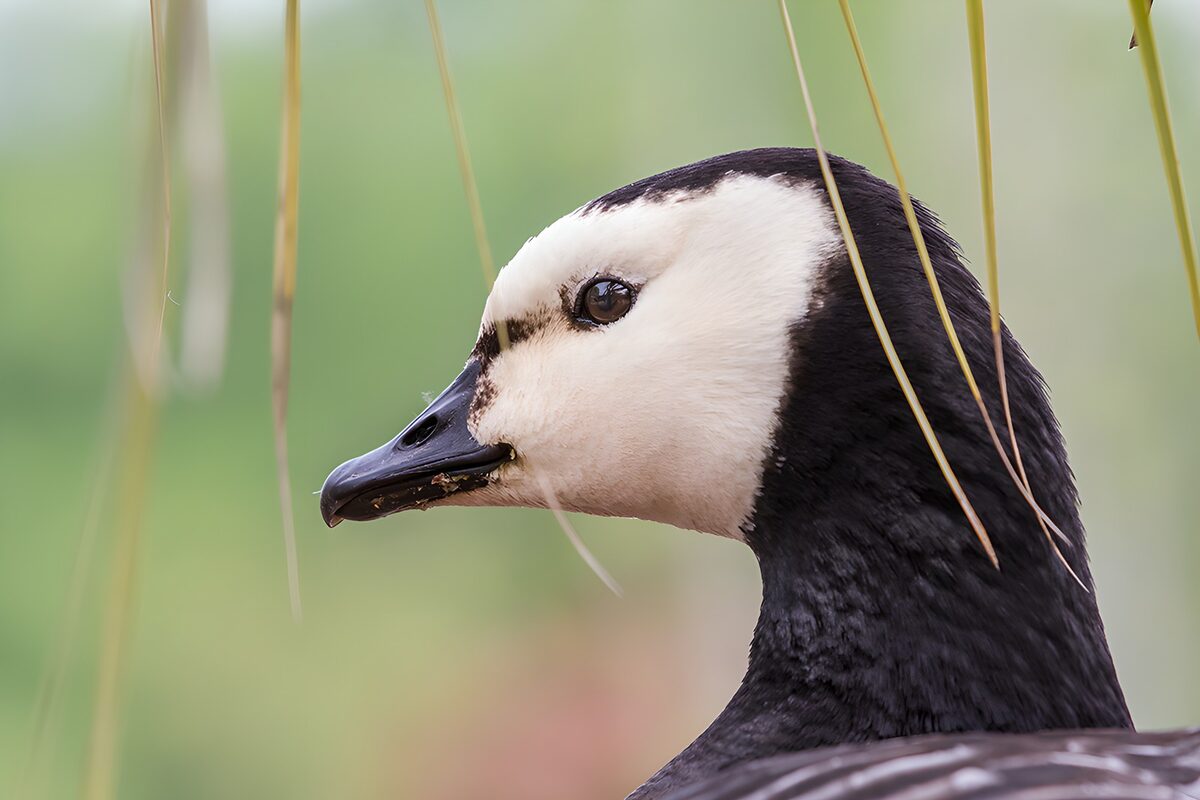 Barnacle goose portrait in soft light