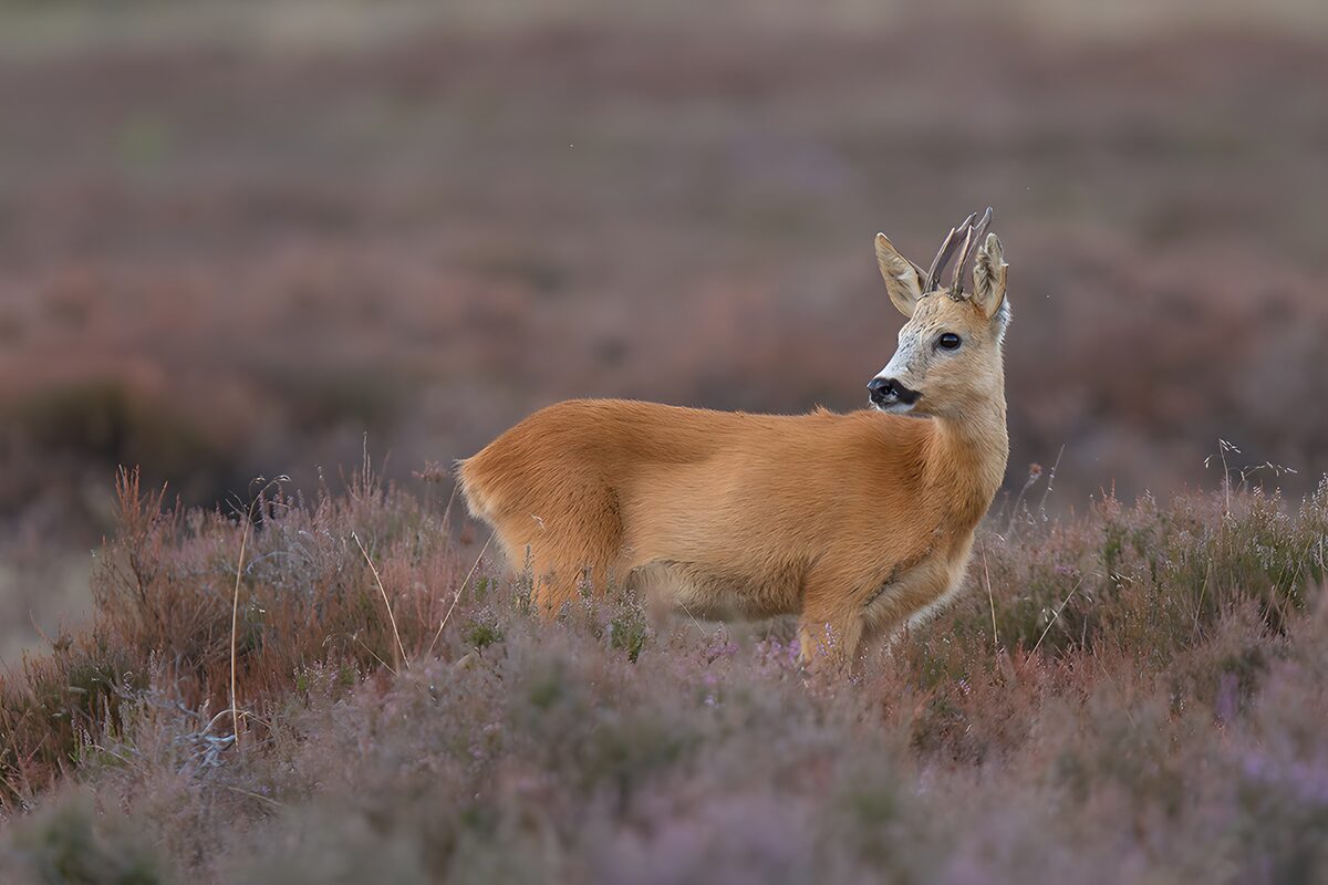 Watchful roe buck among the heather