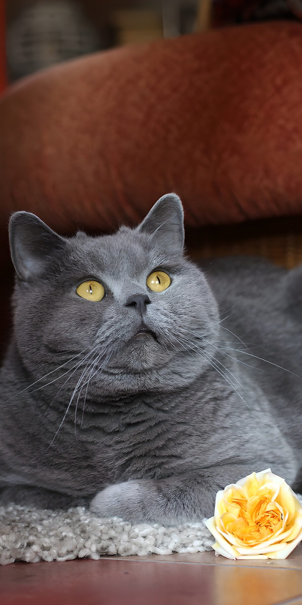 Grey cat resting beside a yellow rose