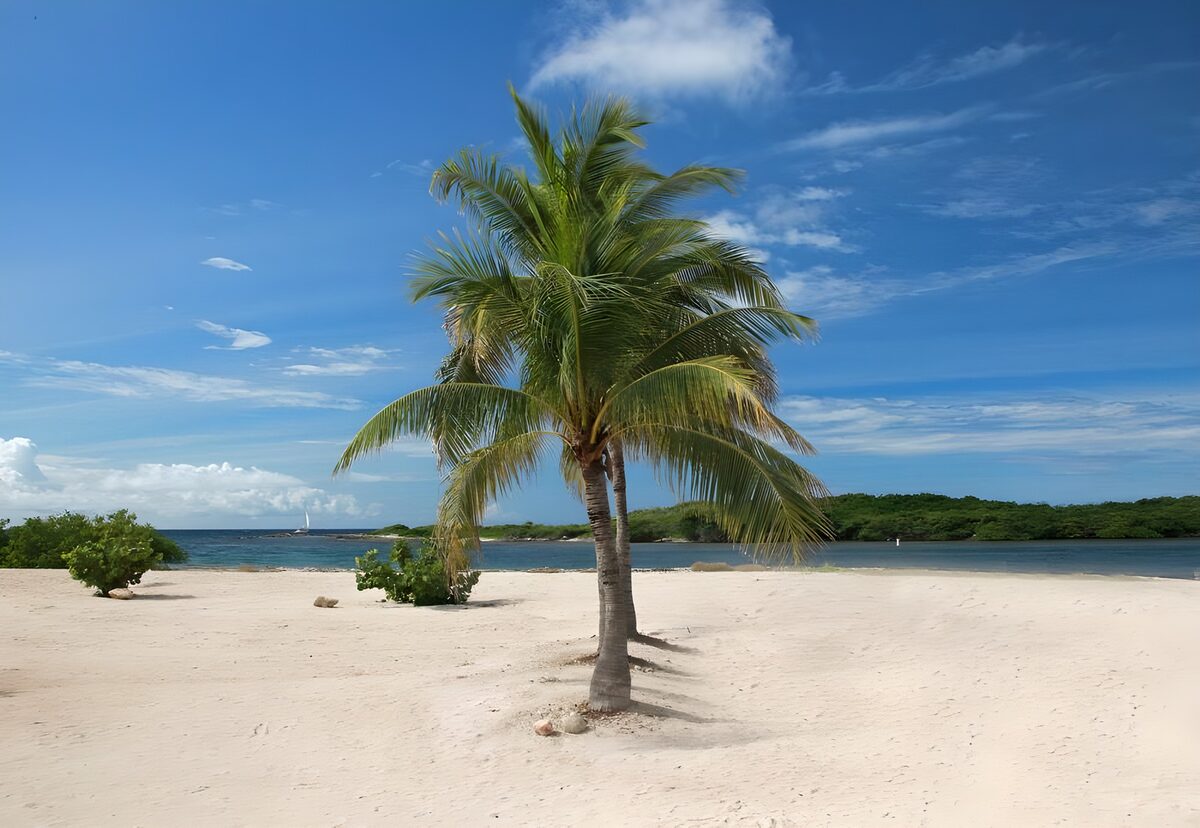 Two palms on a sunlit beach