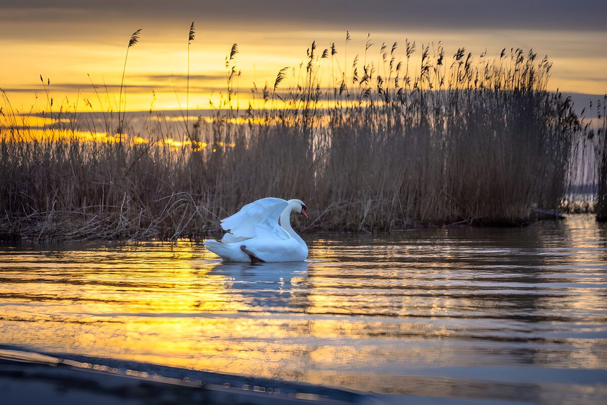 Swan with raised wings at sunset