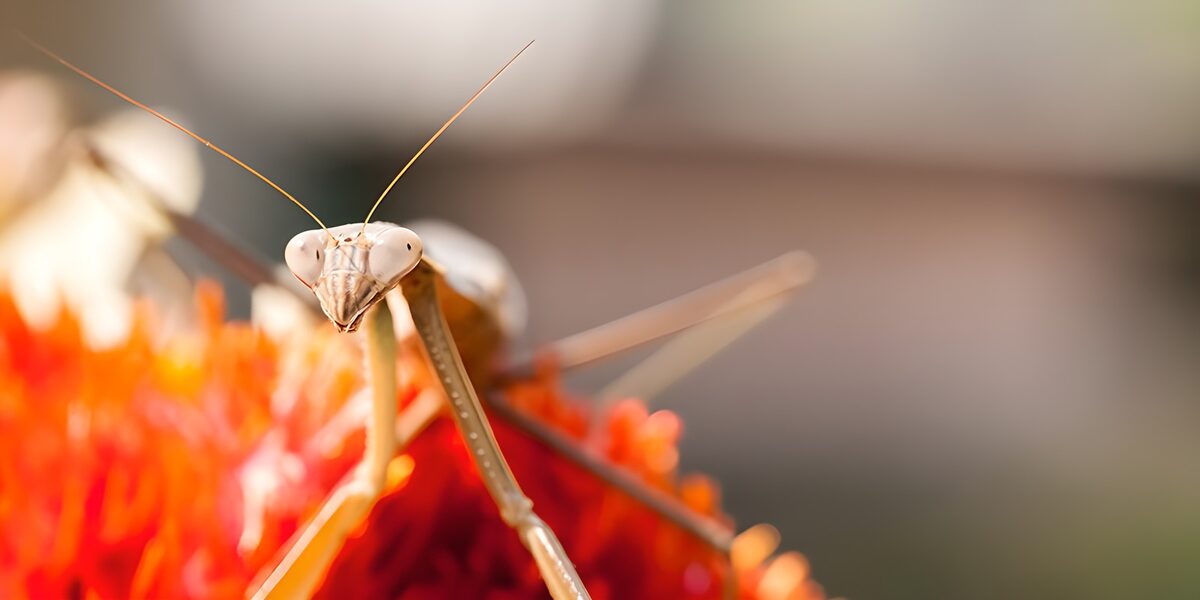 Praying mantis on a fiery flower