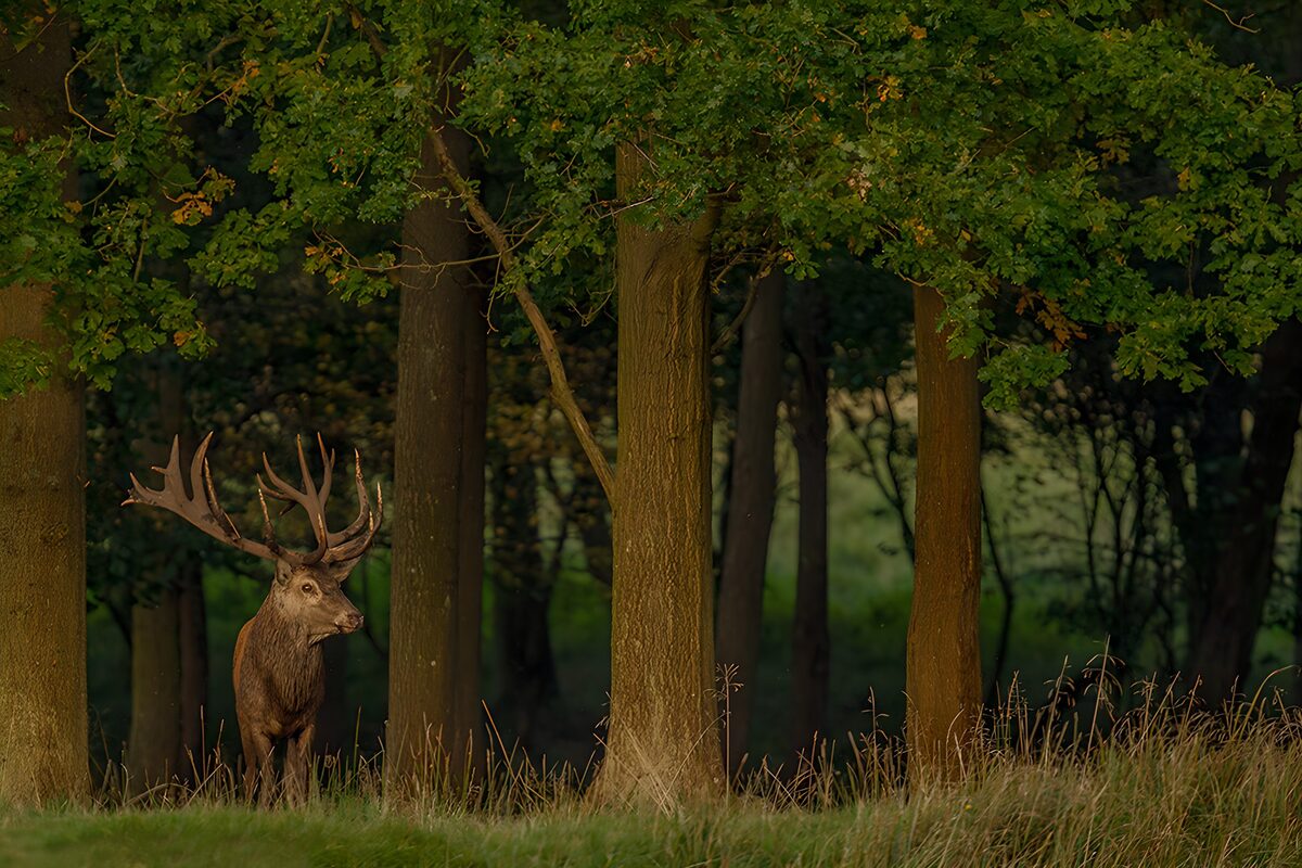 Red deer stag at the quiet woodland edge