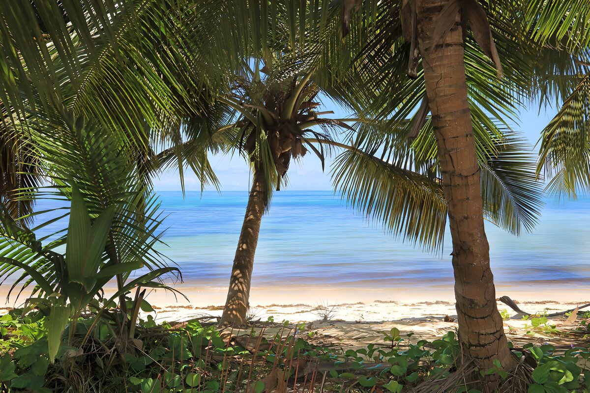 Palm-shaded beach and clear blue sea