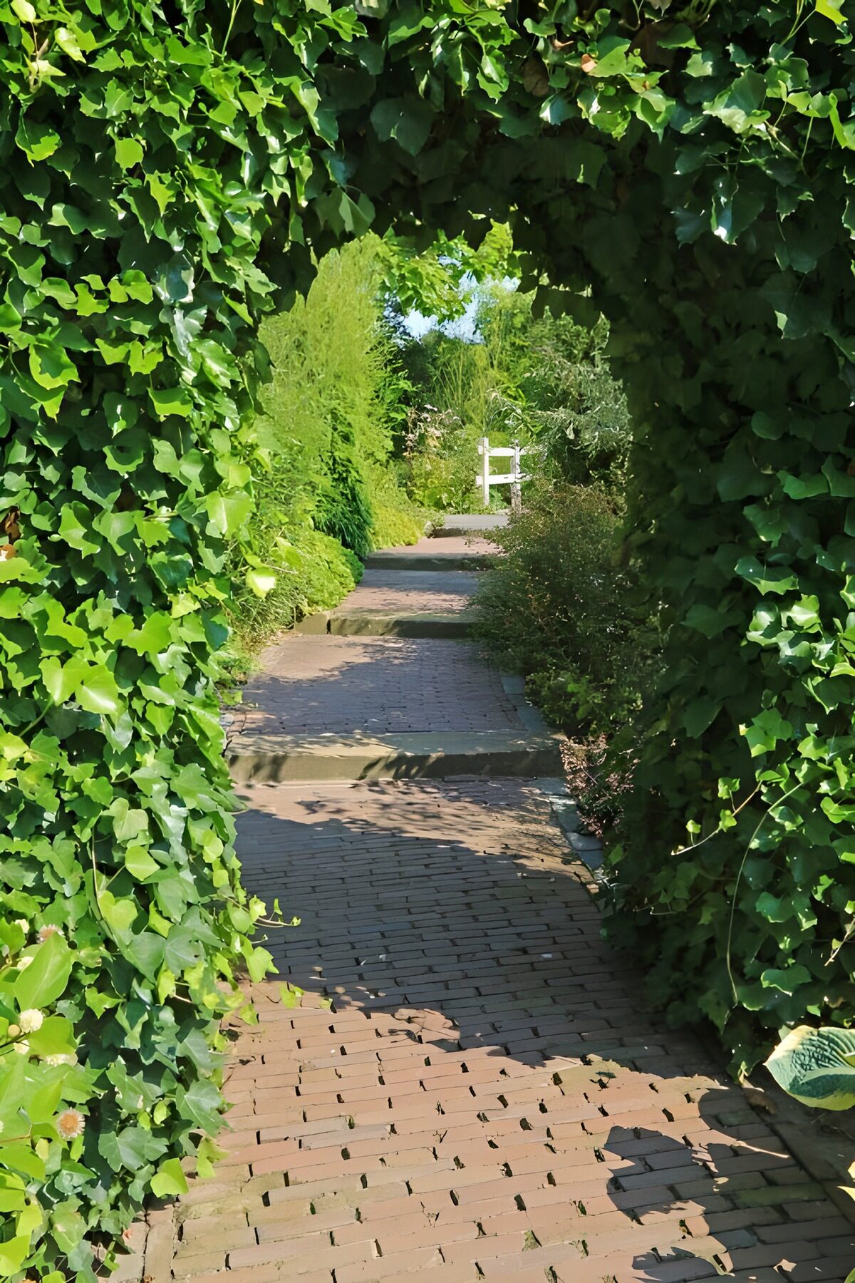 Shaded garden path beneath an ivy arch