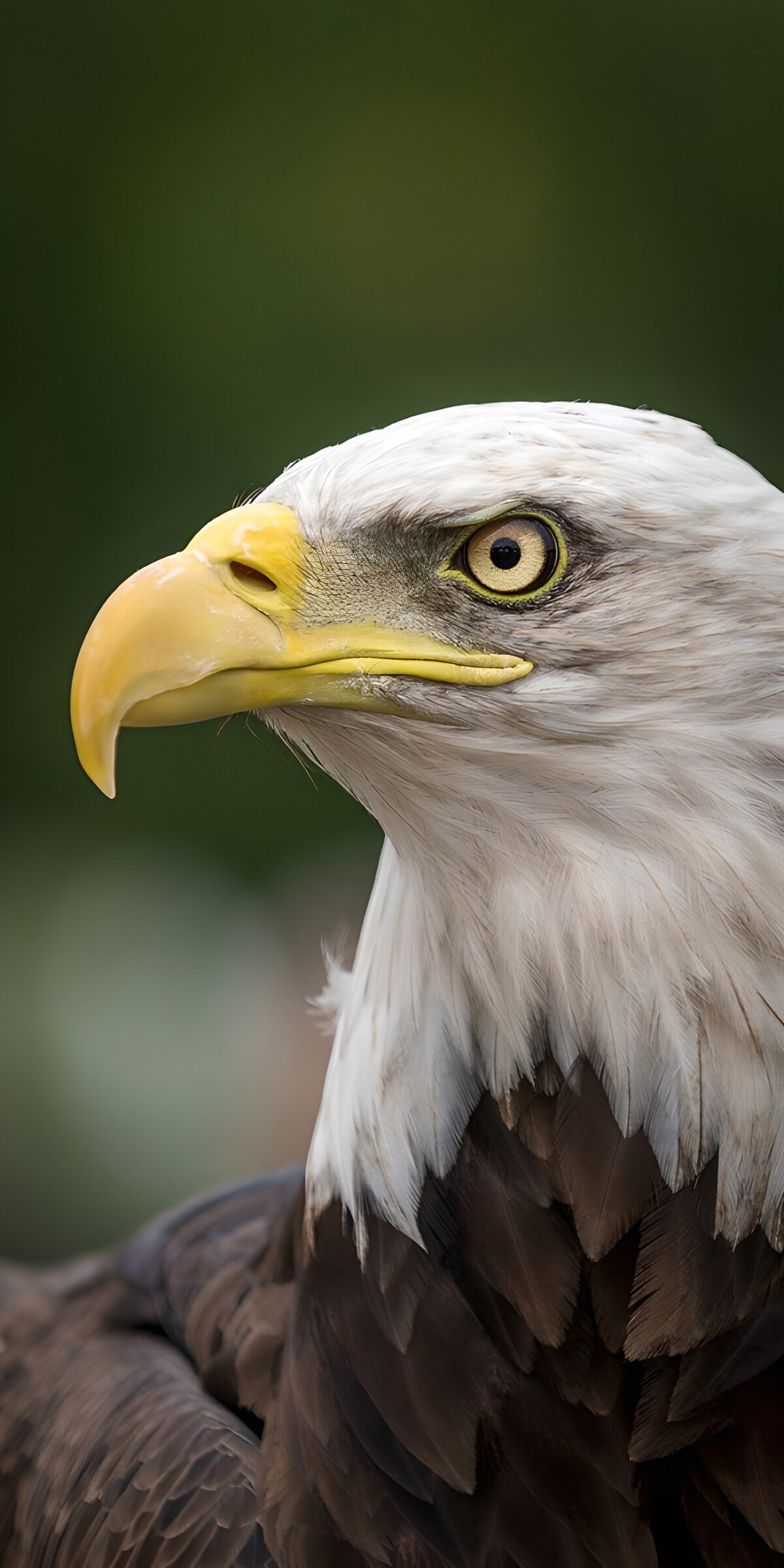 Bald eagle, a white crown in a sea of green