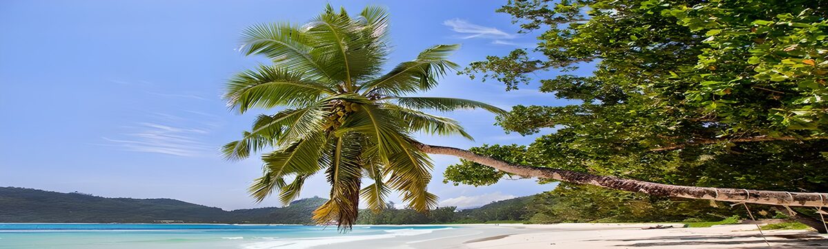 Where the palm leans into the blue