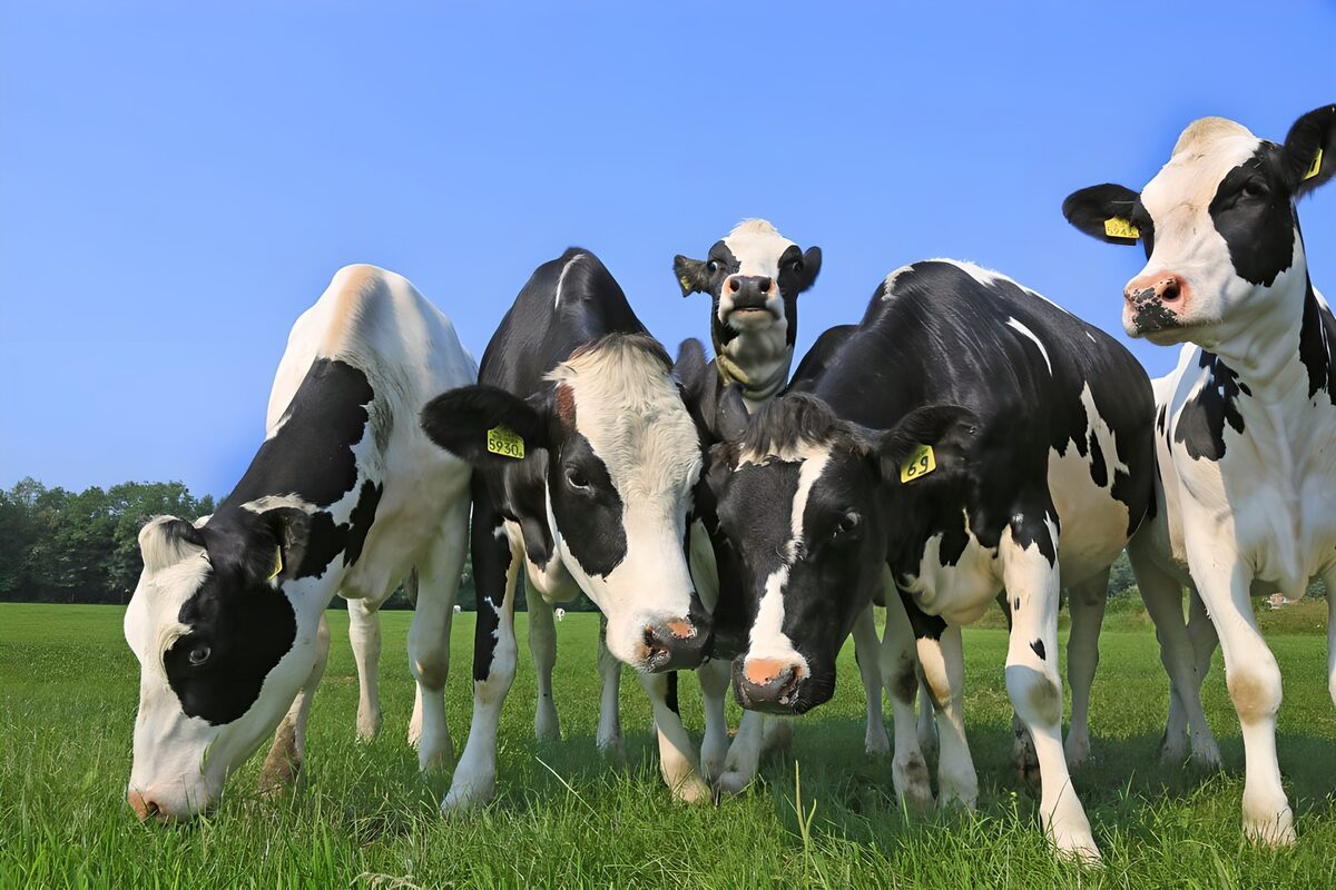 Five curious black-and-white cows