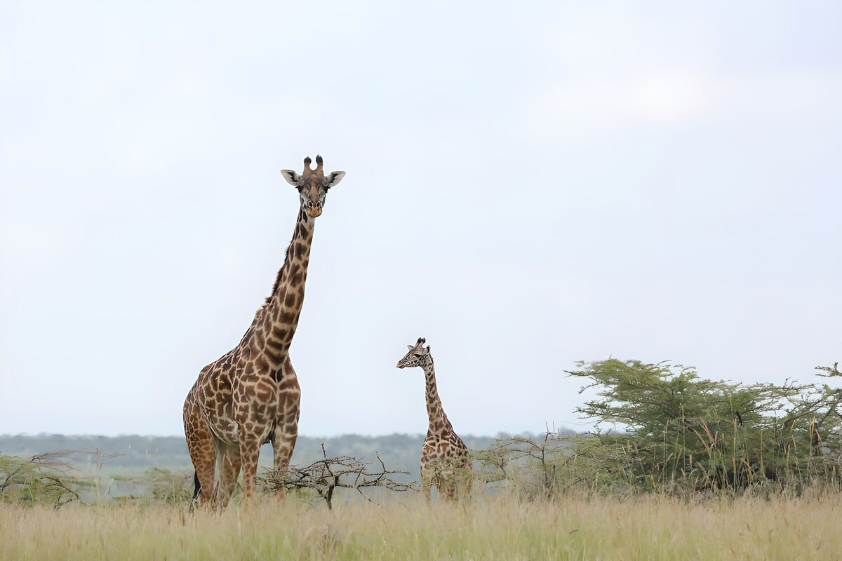 Two giraffes in quiet savanna grass
