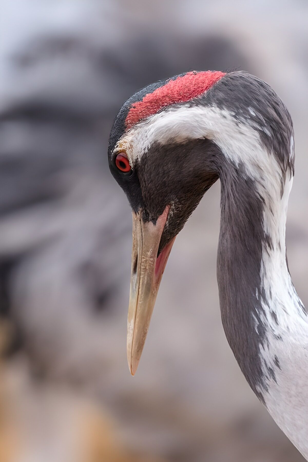 Crane with a quietly bowed head