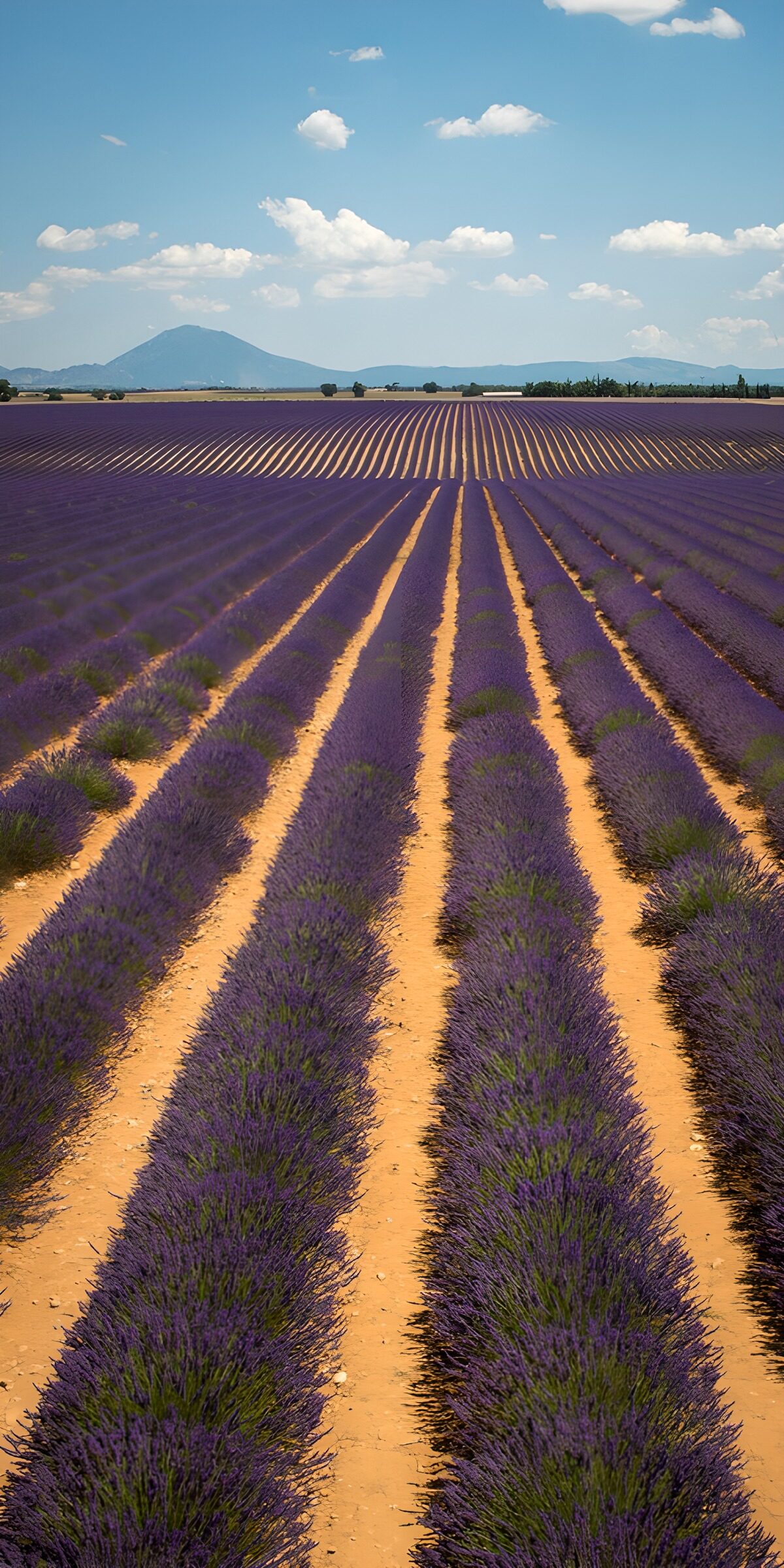 Lavender waves rolling towards blue hills