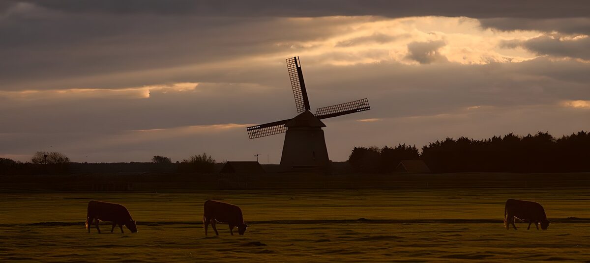 Cows and a windmill at sunset