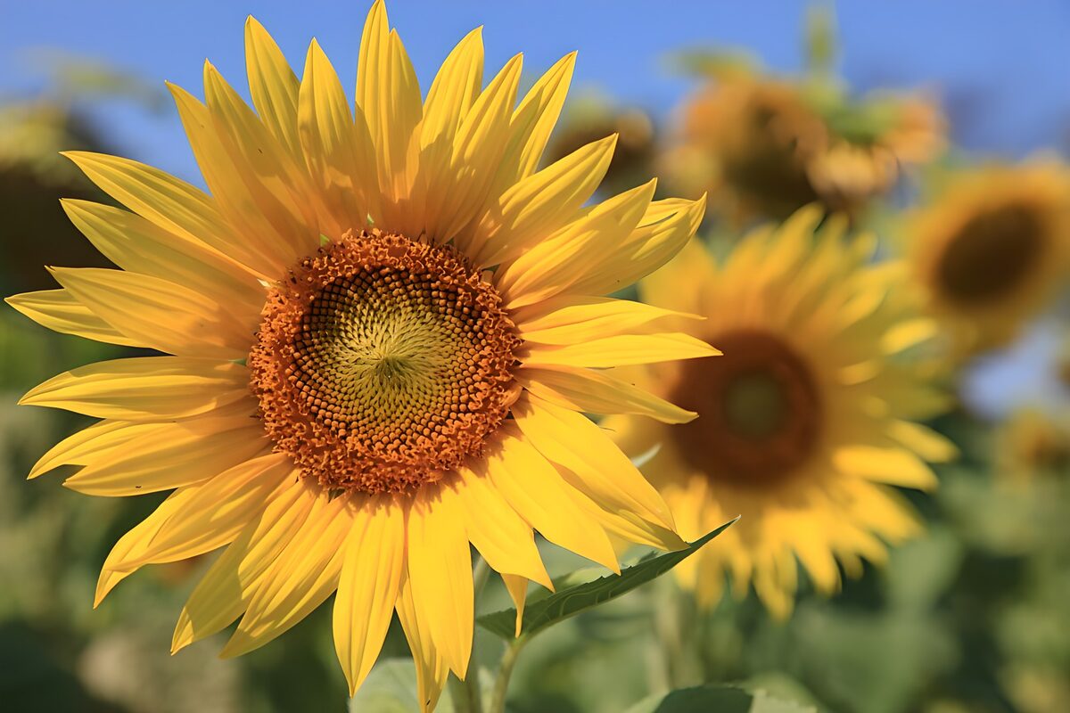 A sunflower holding the summer sun