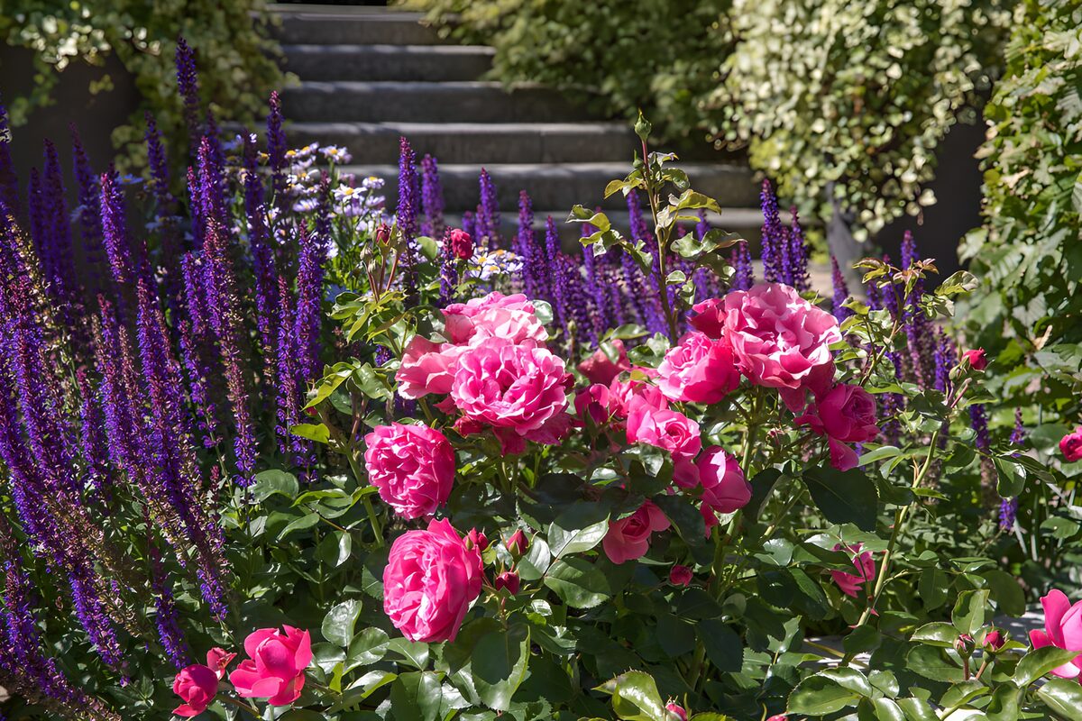 Pink roses and purple blooms in the sun
