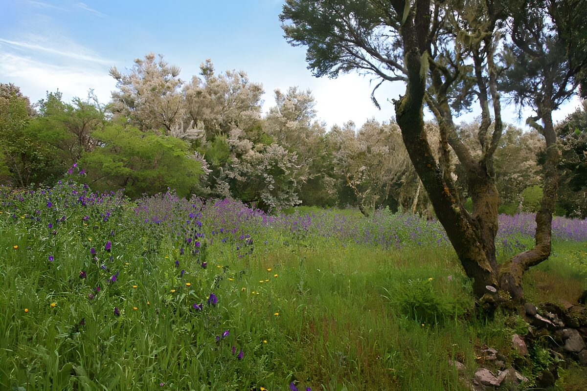 Purple wildflowers beneath a spreading tree