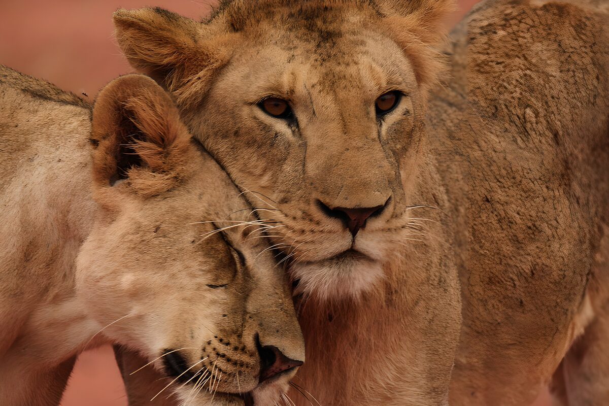 Two lions nuzzling in warm light