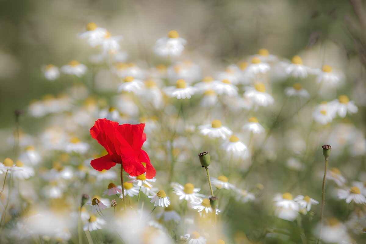Red poppy among soft white flowers