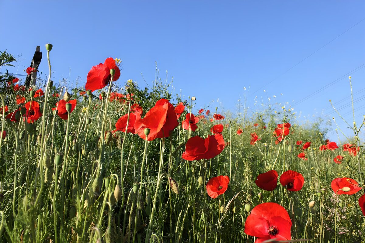 Red poppies beneath a clear blue sky