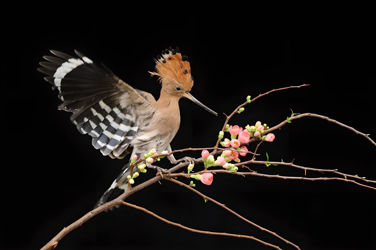 Hoopoe on pink blossom with wing spread