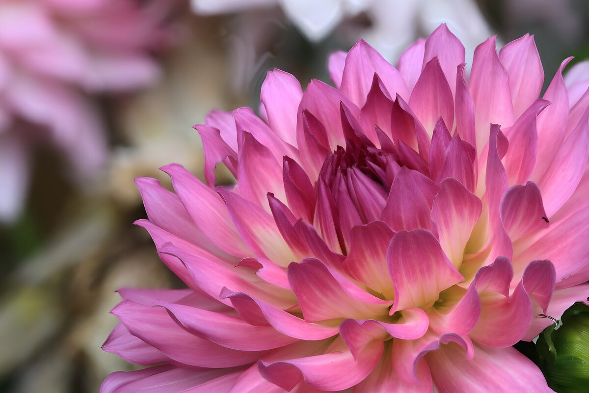 Pink dahlia in soft light