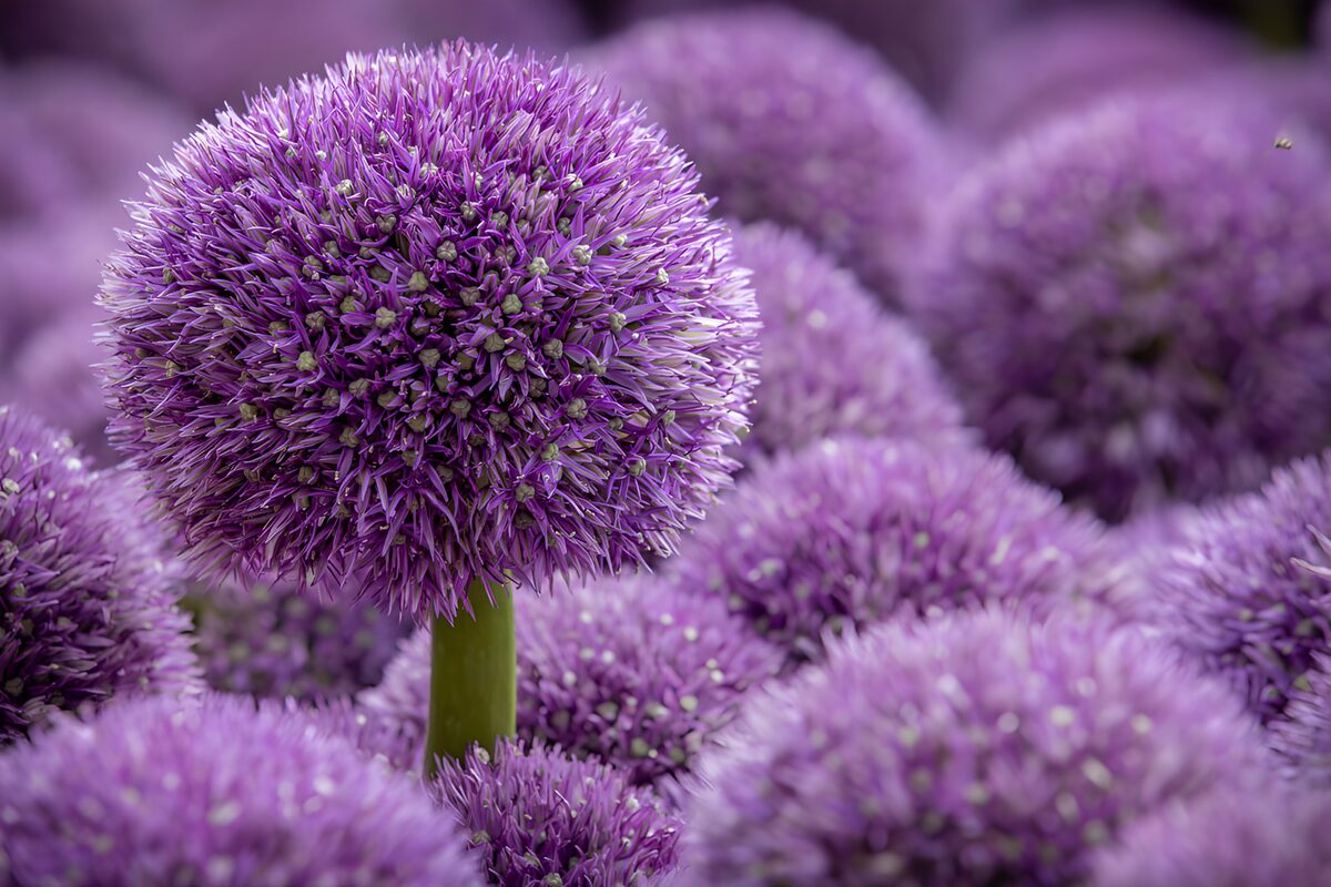 Purple alliums in gentle daylight