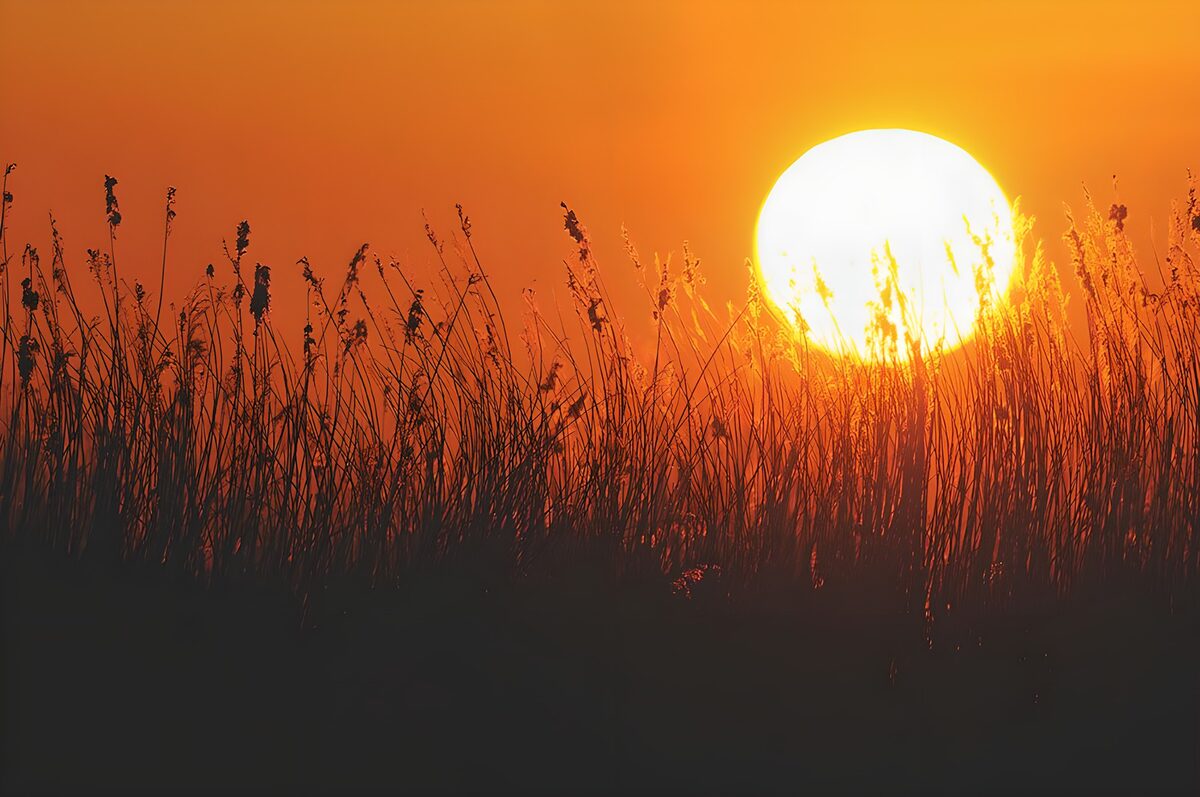Glowing sunset behind tall grasses