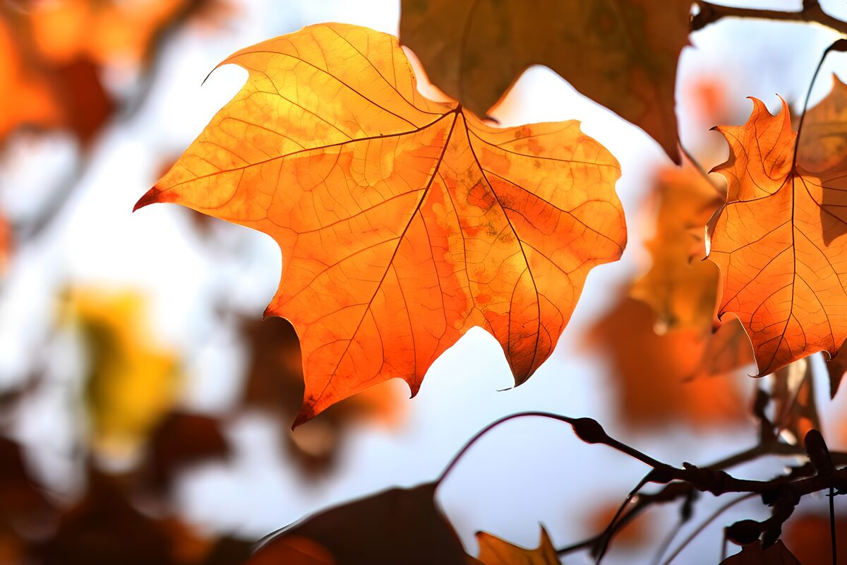Orange maple leaf glowing in sunlight
