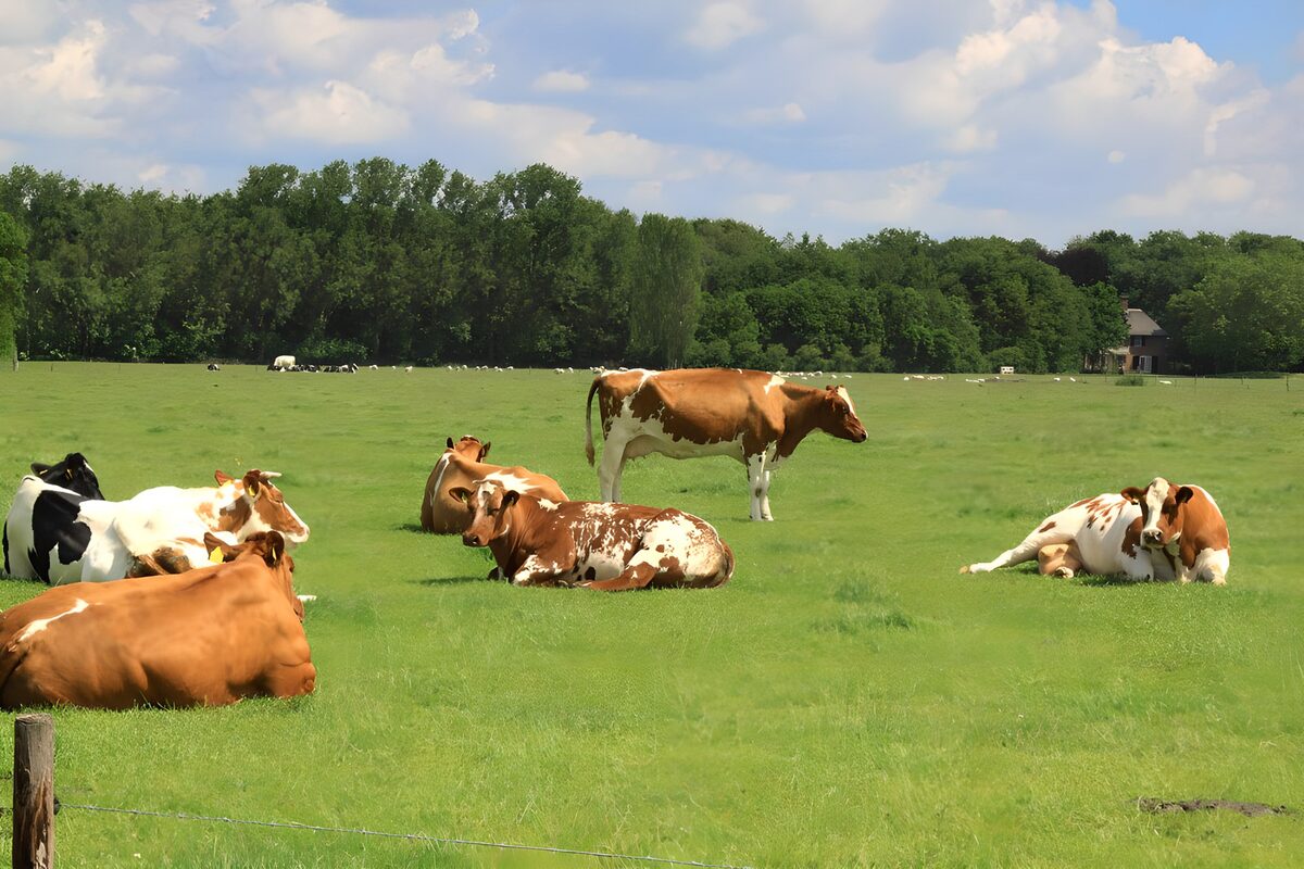 Cows resting in a sunlit meadow