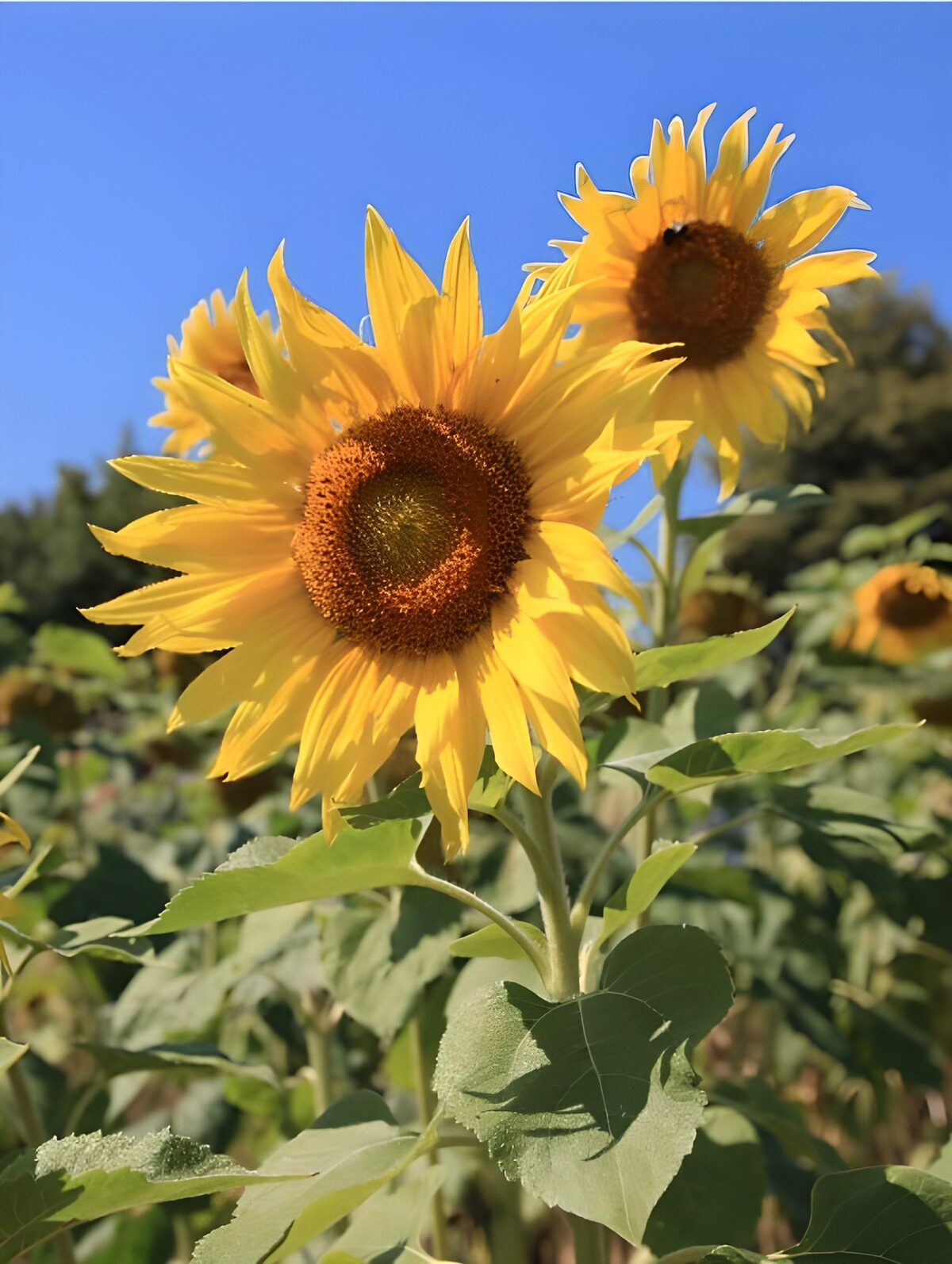 Sunflowers in full sunshine