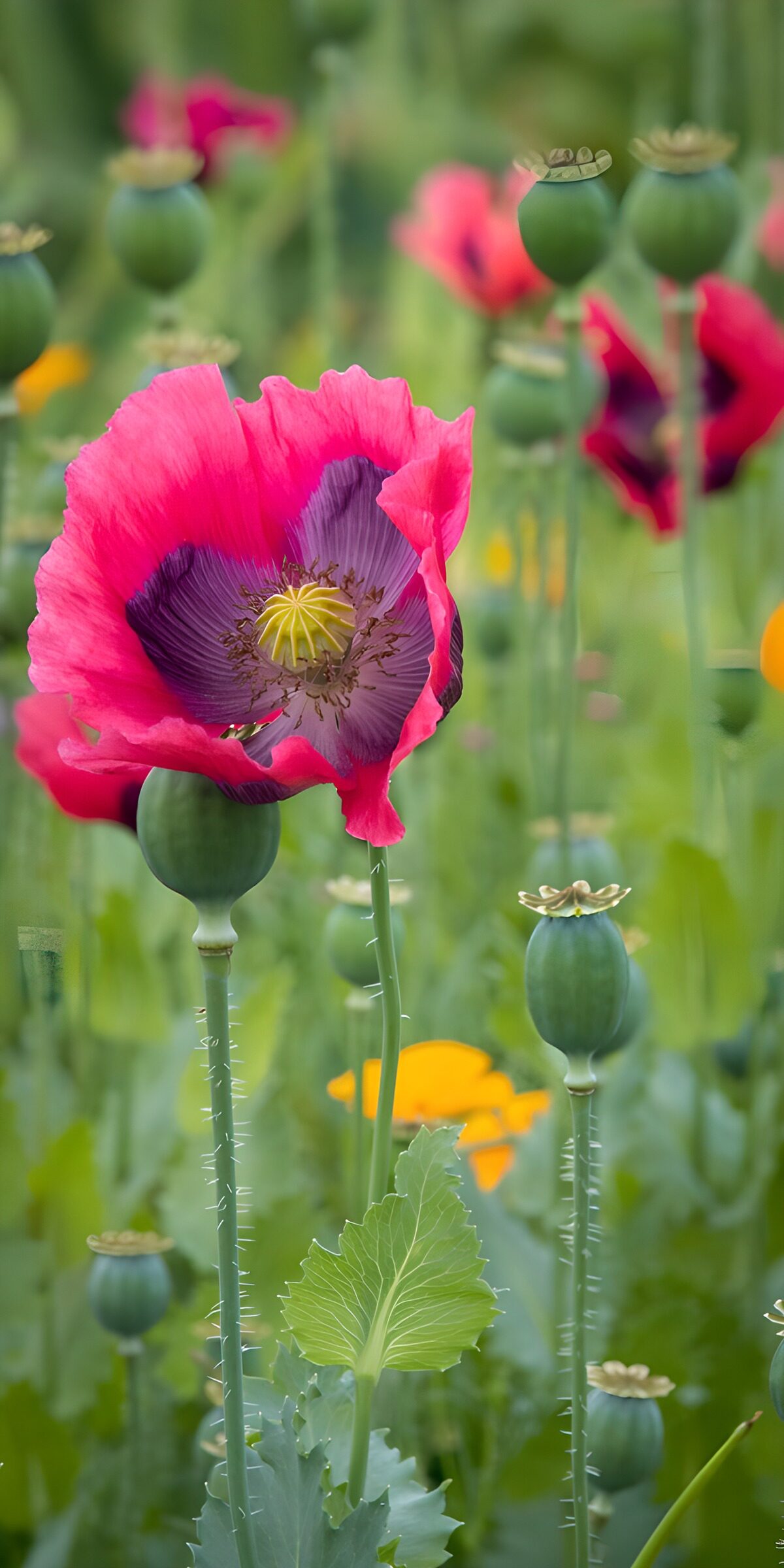 Pink poppy and seed pods in soft light