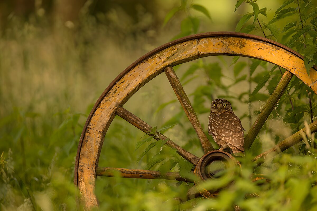 Owl on an old wooden wagon wheel