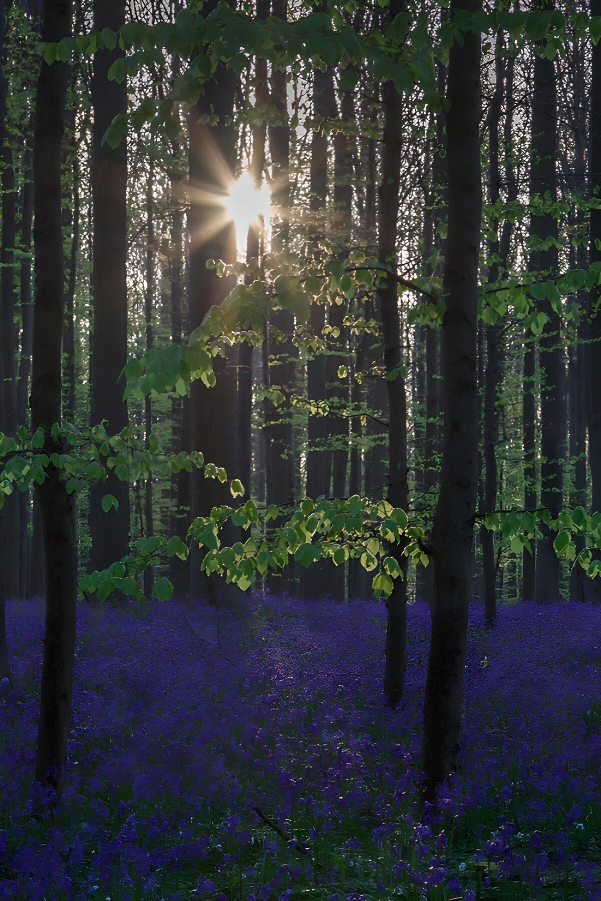 Sunlight over blue woodland flowers