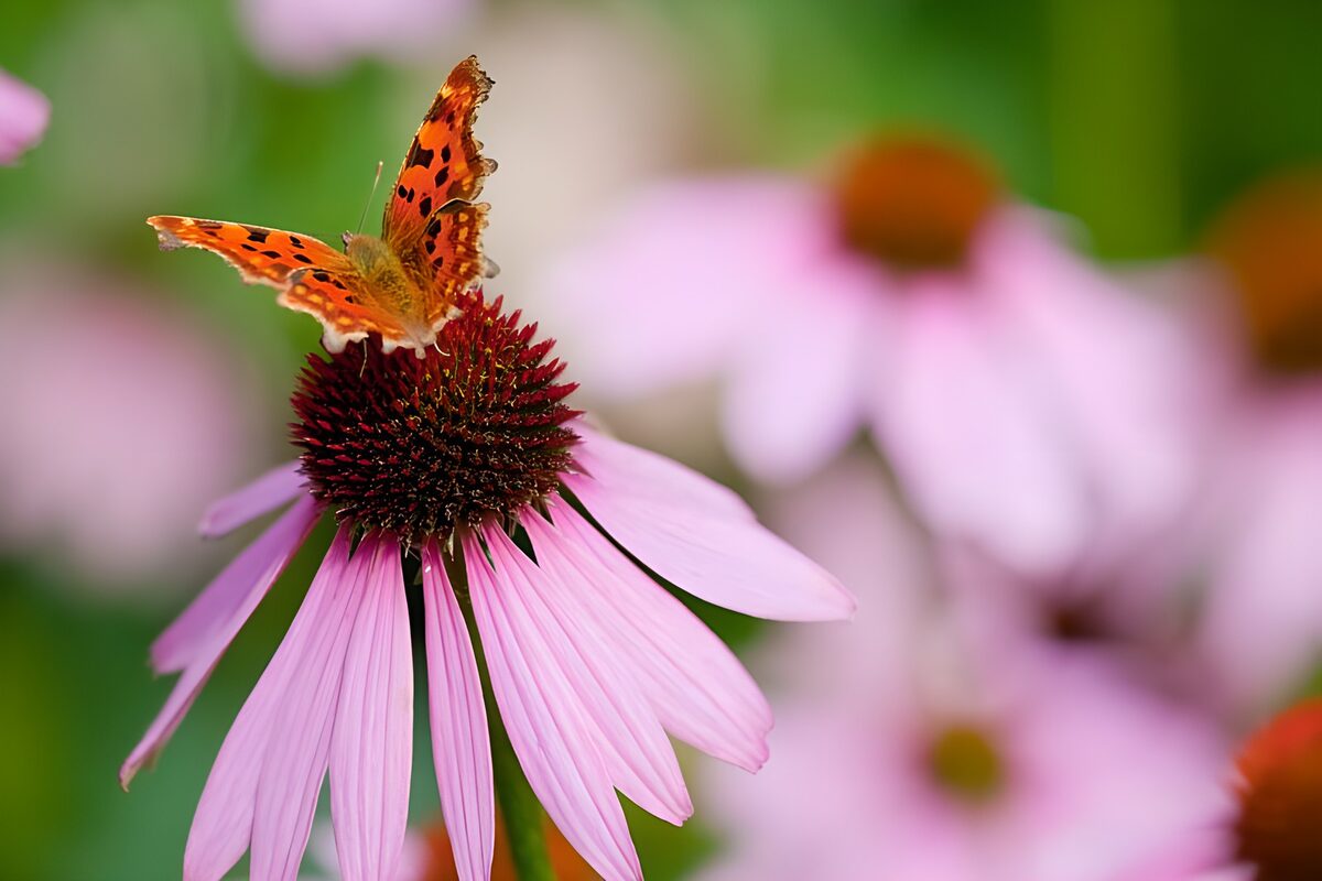 Comma butterfly on a sunlit coneflower