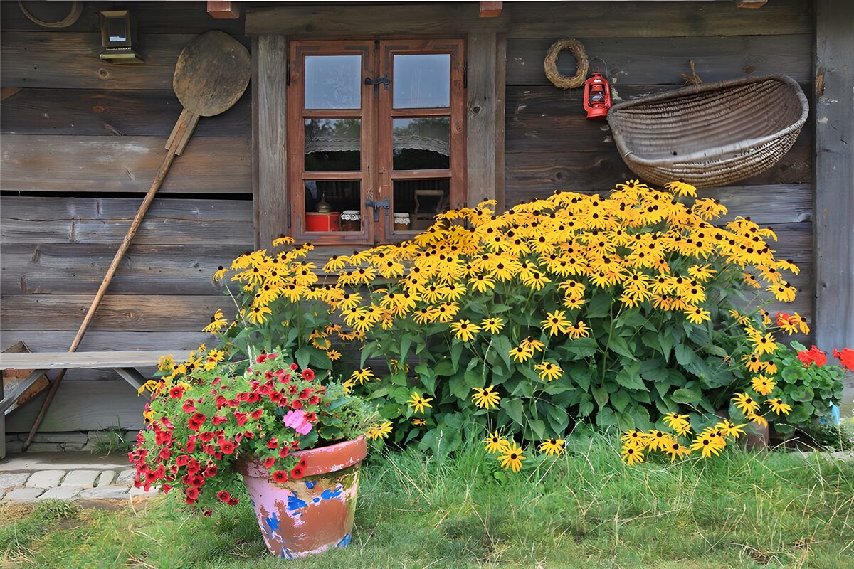 Yellow flowers by a weathered wooden wall