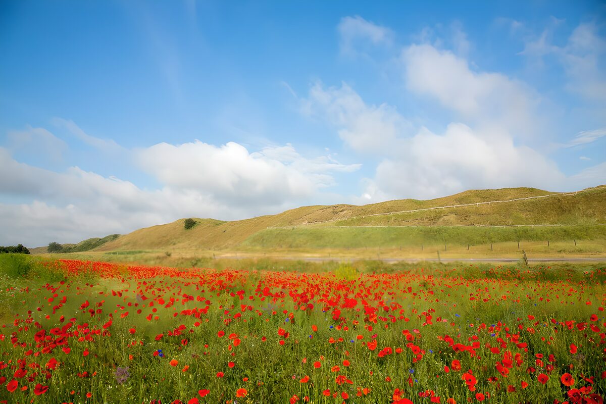 Red poppy meadow beneath open skies