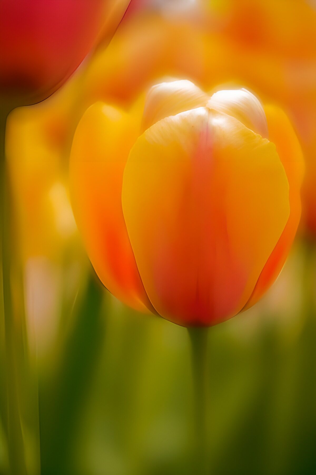 Orange and yellow tulip in soft light