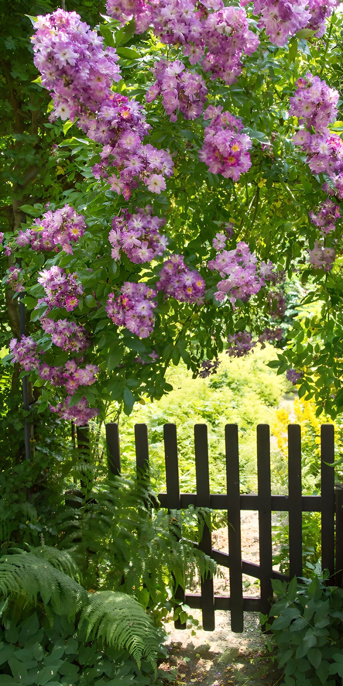 Shaded gate beneath pink and lilac flowers