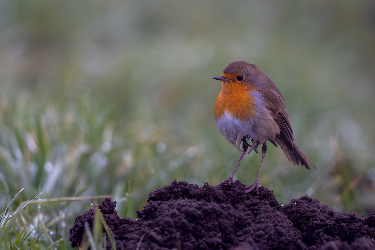 Watchful robin on freshly turned earth