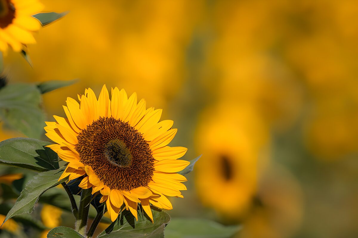 Sunlit sunflower with golden petals