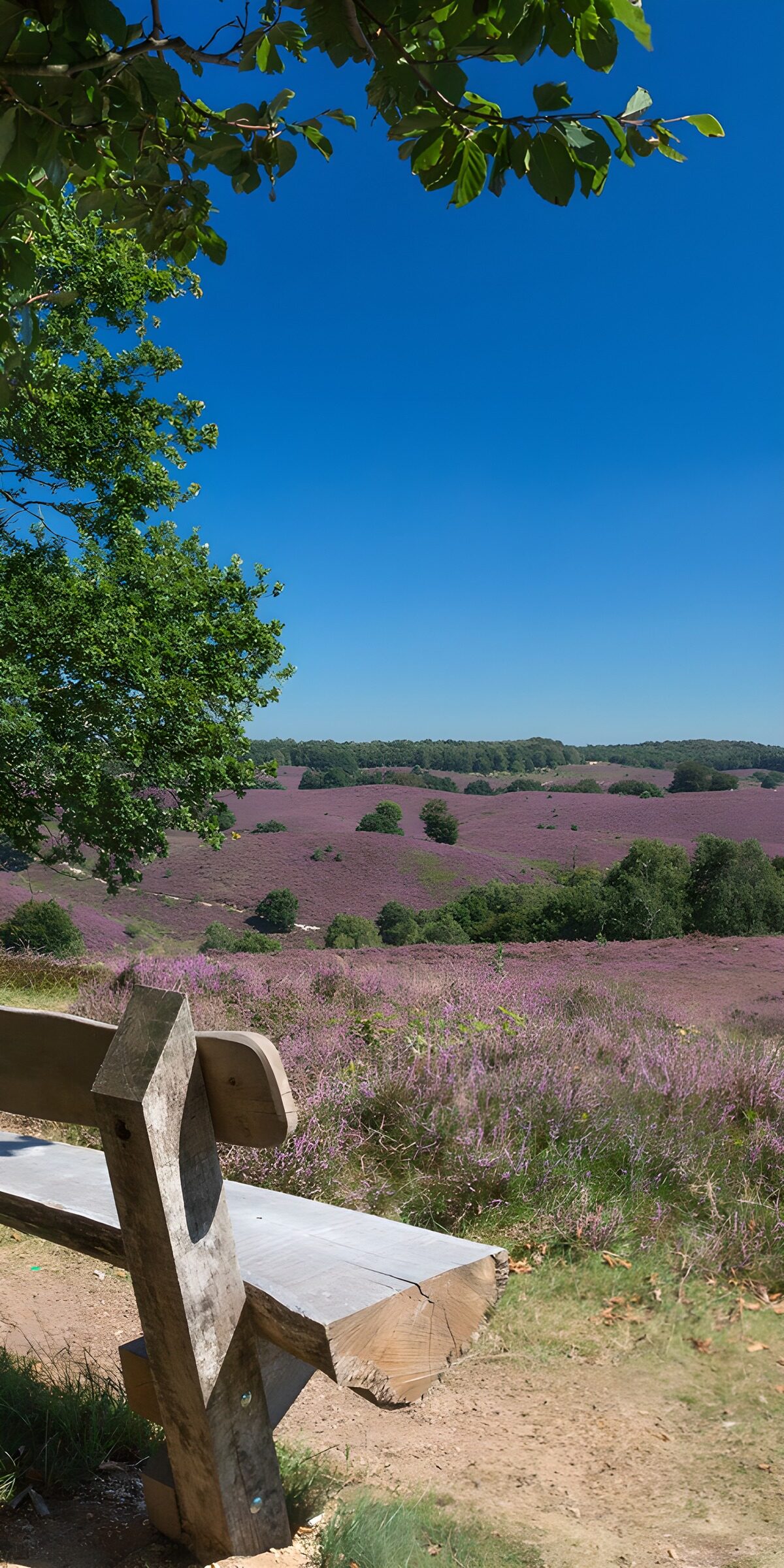 Bench overlooking sunlit purple heather