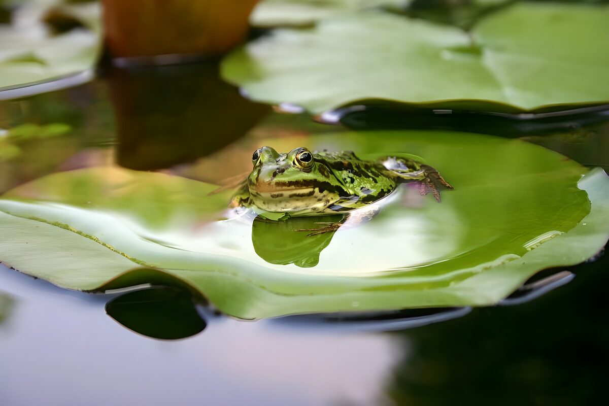 Green frog on a glossy lily pad