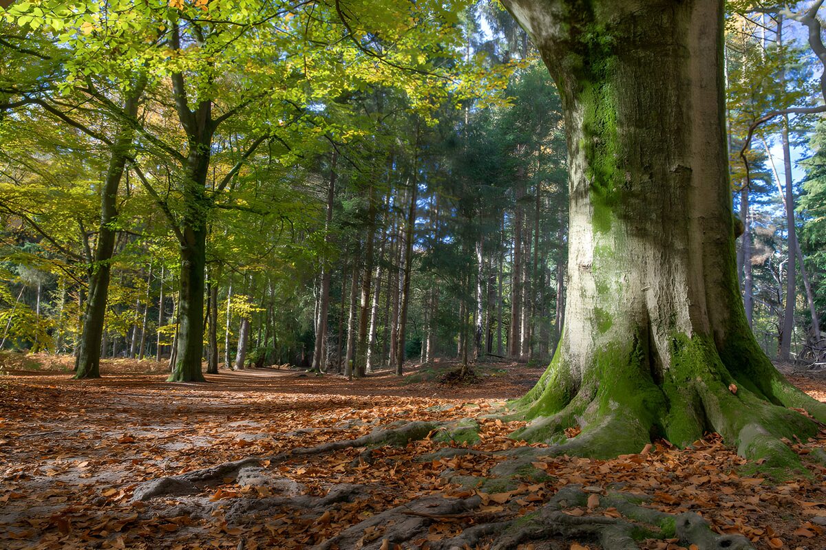Mossy roots in sunlit autumn woodland